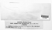 Fusarium graminearum image